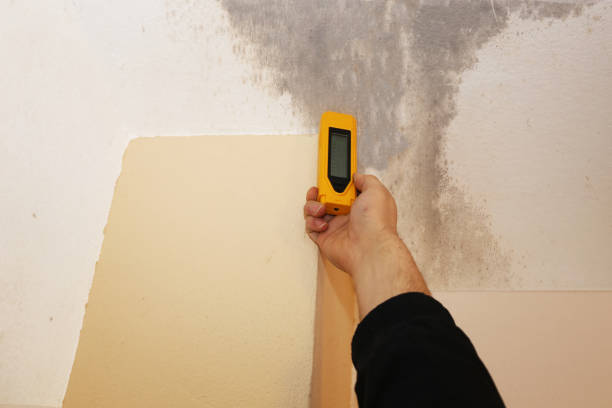 Best Forensic Mold Investigation  in Pinedale, WY
